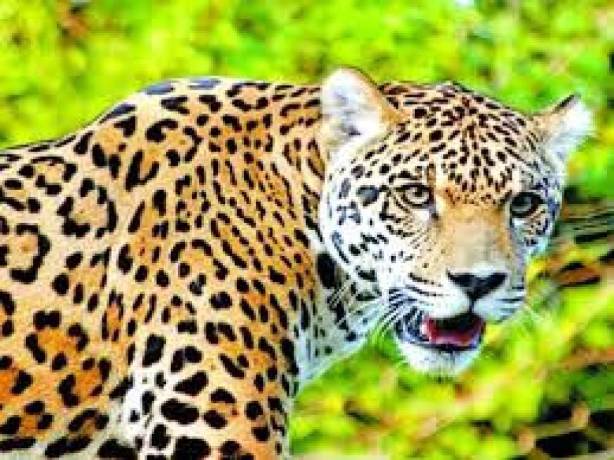 तेंदुए की सूचना से मच गया हड़कंप, वन विभाग 24 घंटे चला रहा है जन जागरूकता एवं निगरानी कार्यक्रम